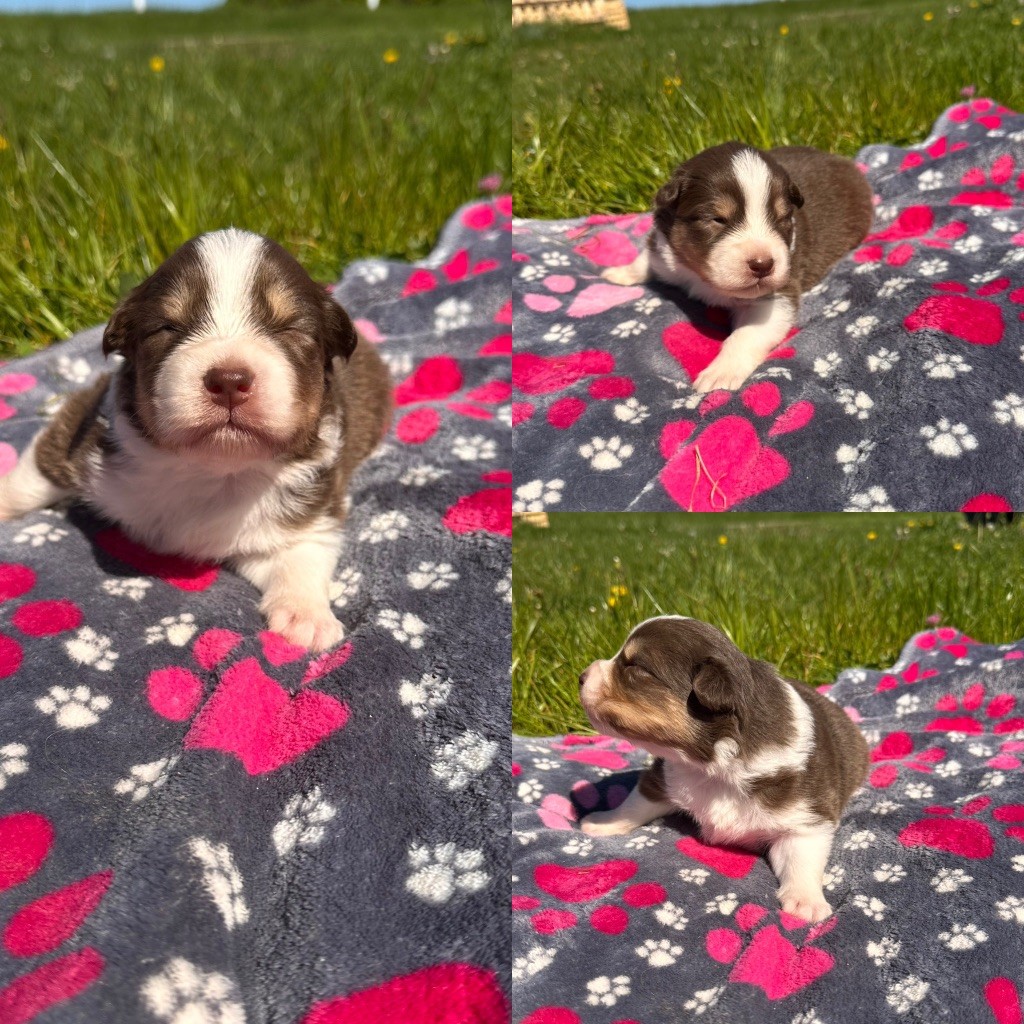 De La Truffe Royale - Chiots disponibles - Berger Australien
