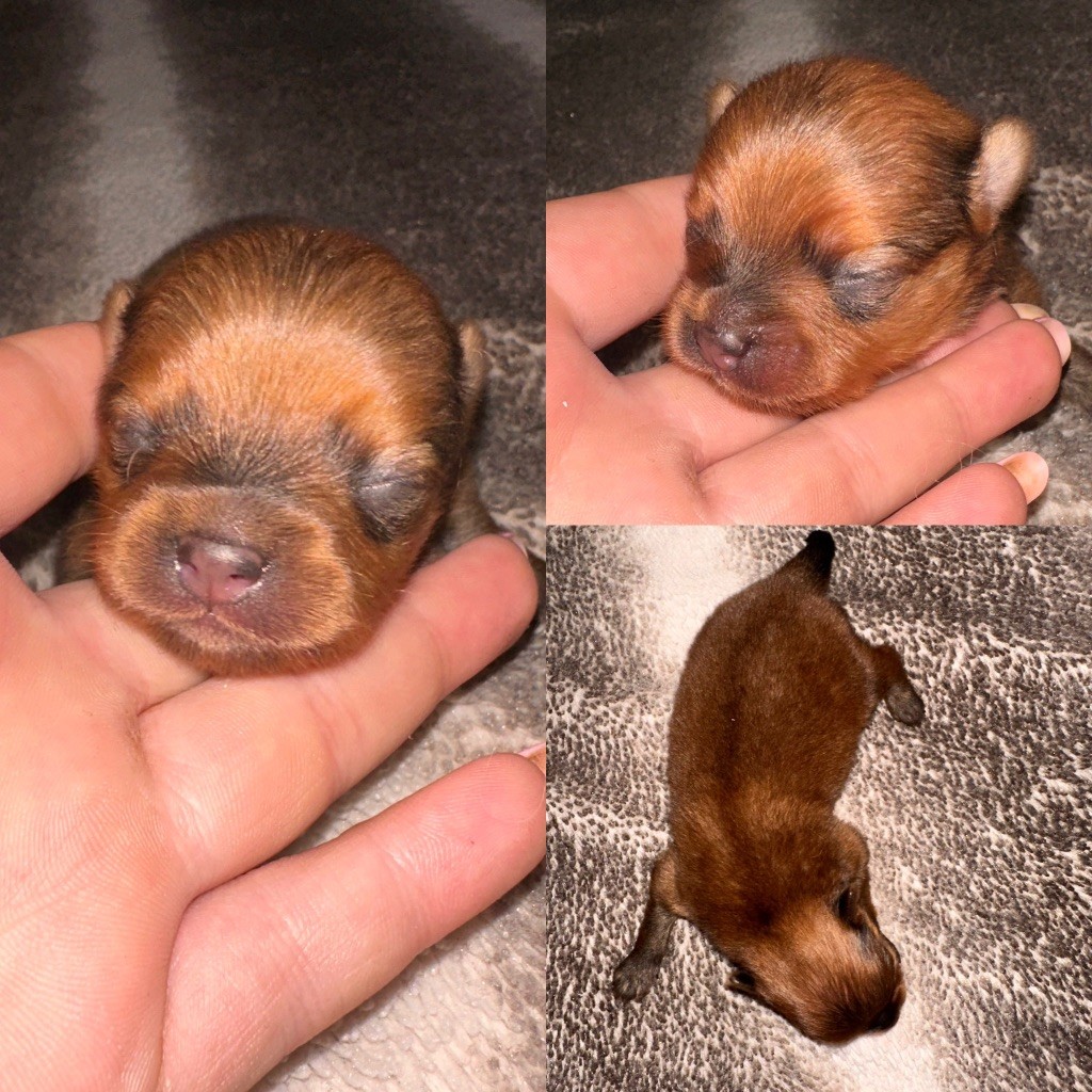 De La Truffe Royale - Chiots disponibles - Spitz allemand