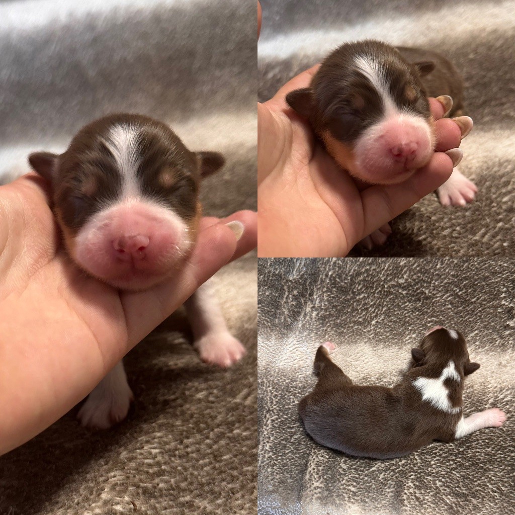 De La Truffe Royale - Chiots disponibles - Berger Australien