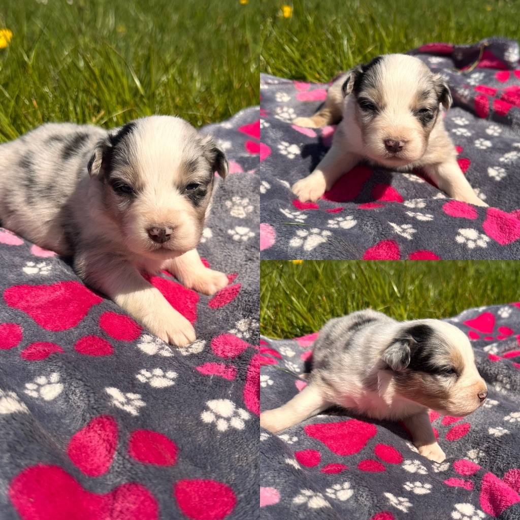 De La Truffe Royale - Chiots disponibles - Berger Australien