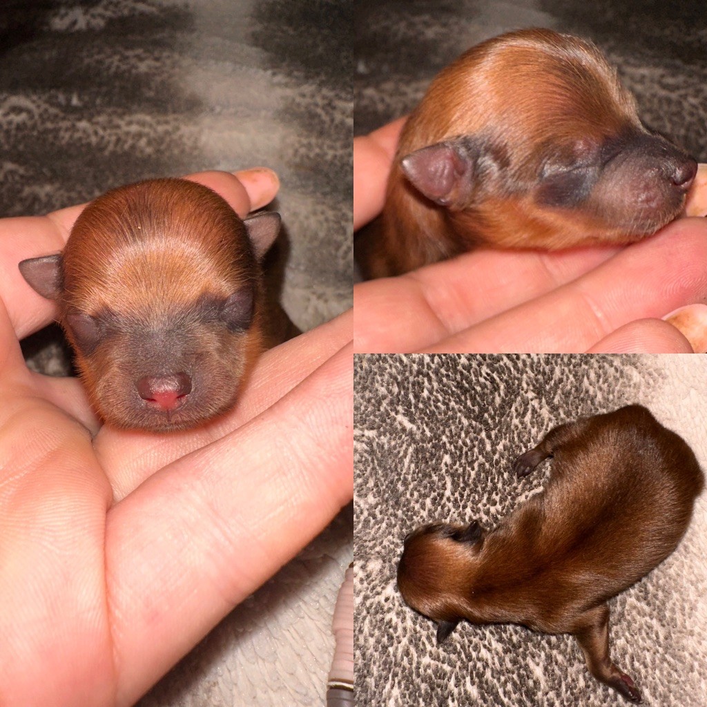 De La Truffe Royale - Chiots disponibles - Spitz allemand