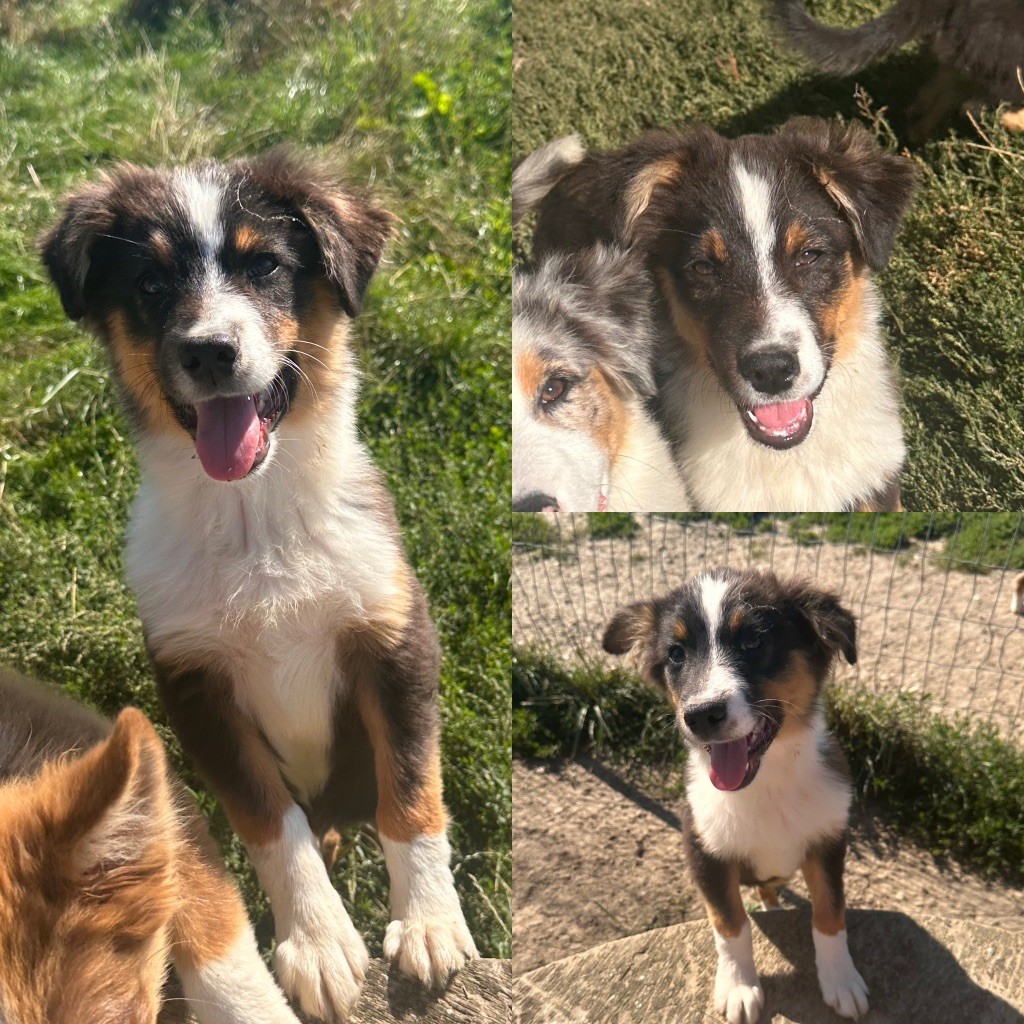 De La Truffe Royale - Chiots disponibles - Berger Australien