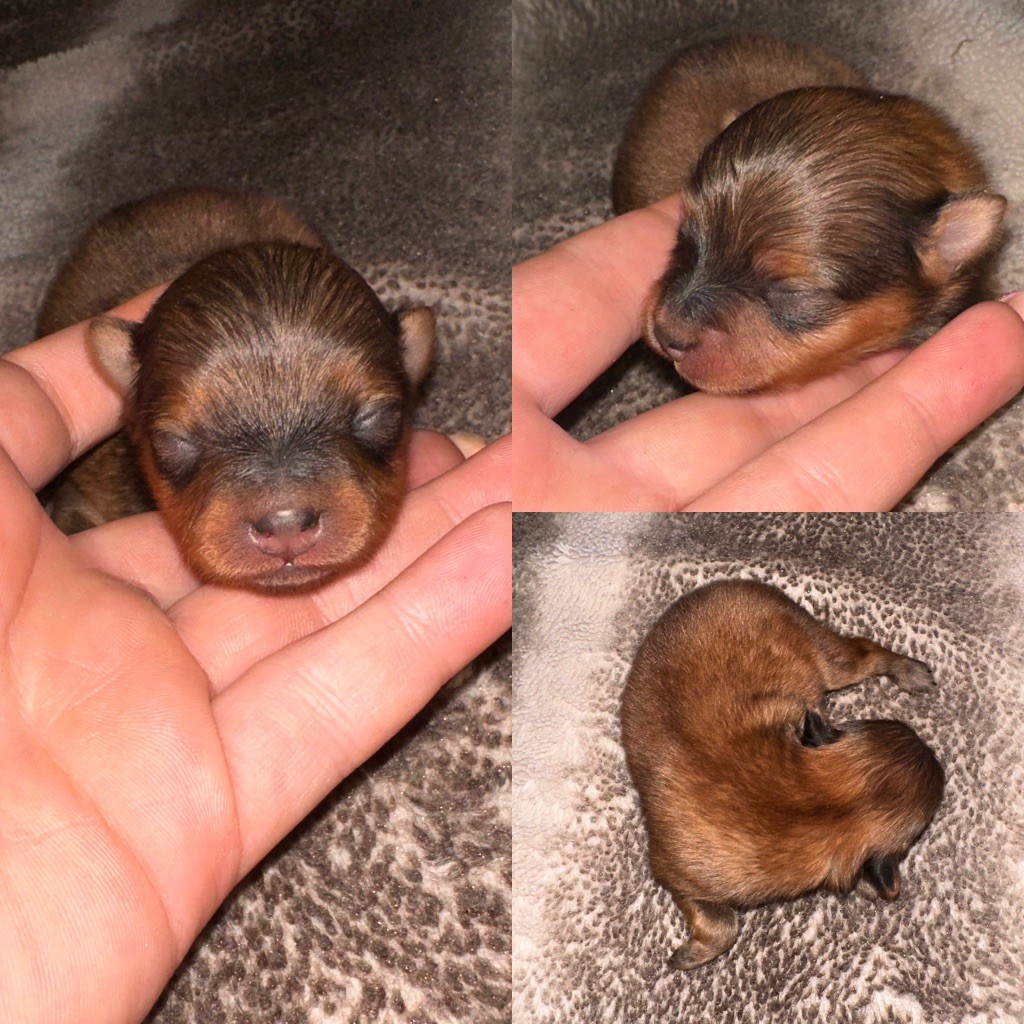 De La Truffe Royale - Chiots disponibles - Spitz allemand