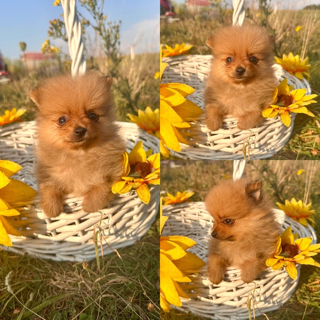 De La Truffe Royale - Chiots disponibles - Spitz allemand