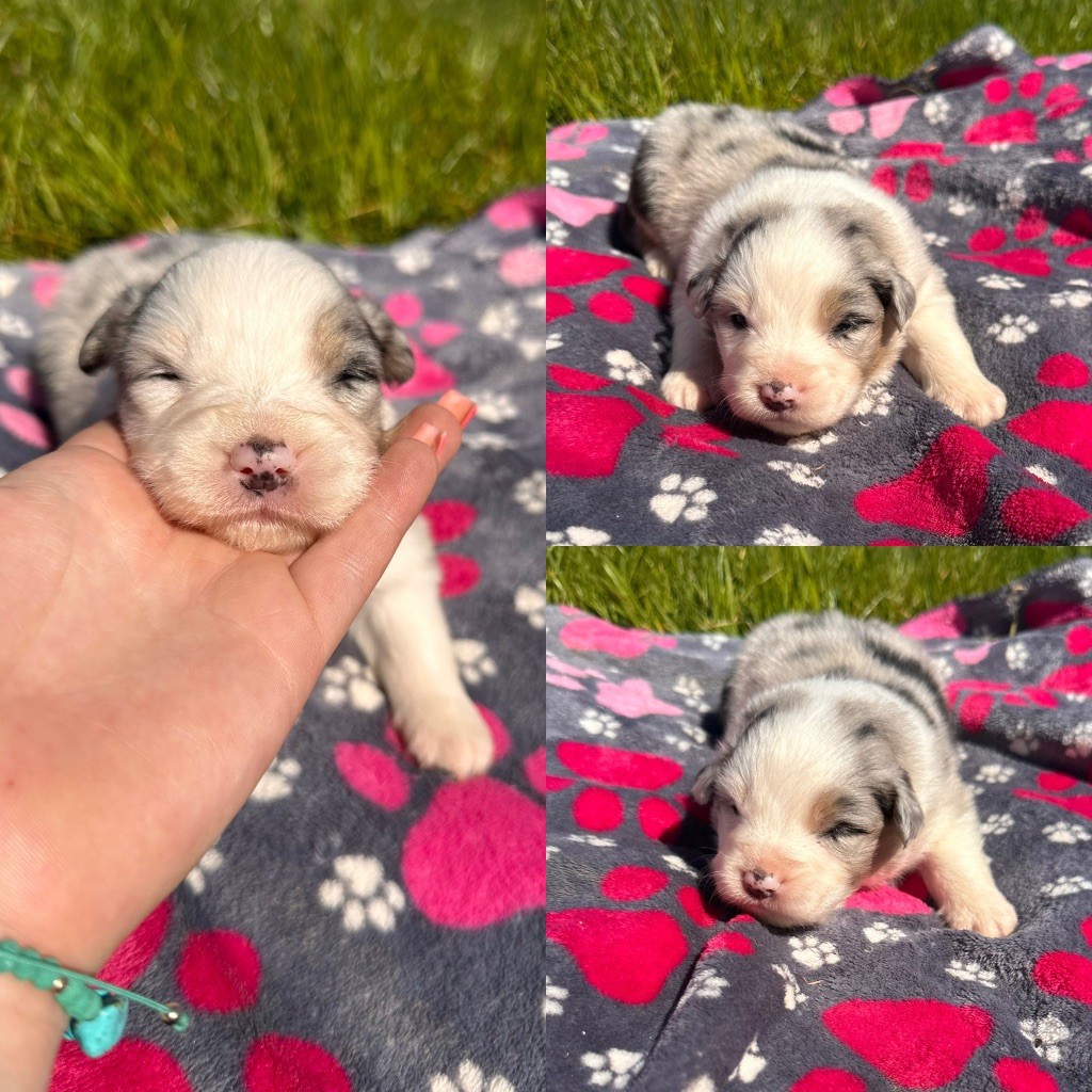 De La Truffe Royale - Chiots disponibles - Berger Australien