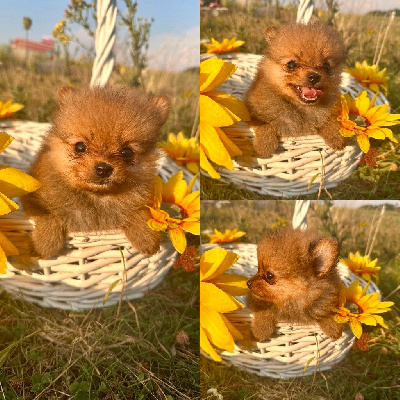 CHIOT 1