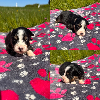 CHIOT