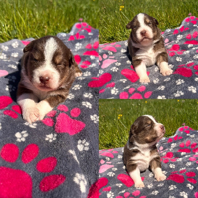 CHIOT