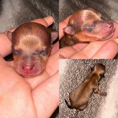 CHIOT 2