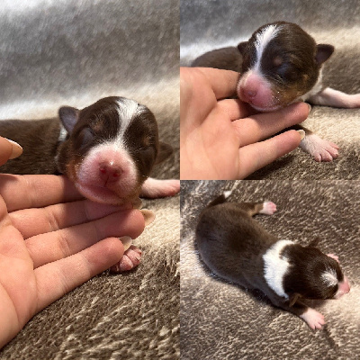 CHIOT