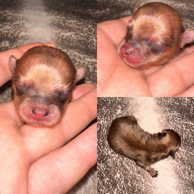 CHIOT 2