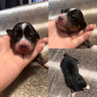 CHIOT