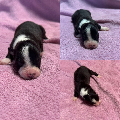 CHIOT