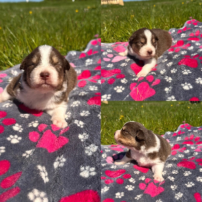 CHIOT