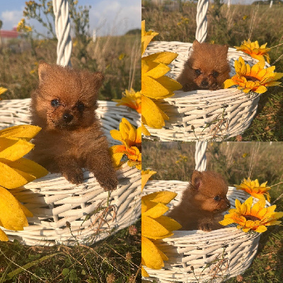 CHIOT 2