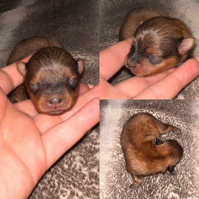 CHIOT 3