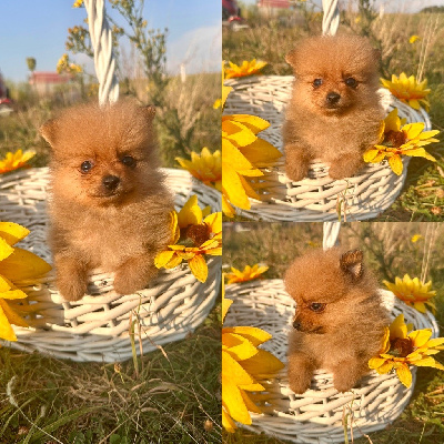 CHIOT 3