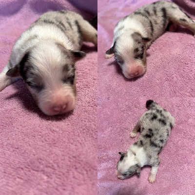 CHIOT