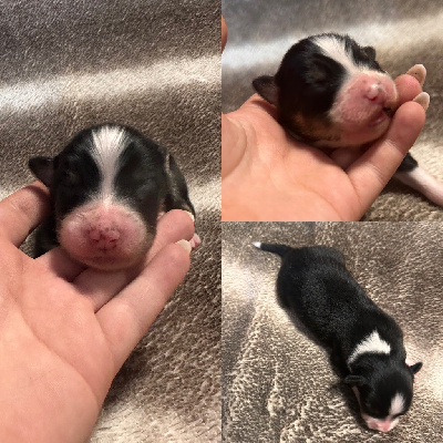 CHIOT