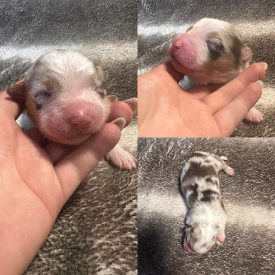 CHIOT