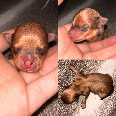 CHIOT 1