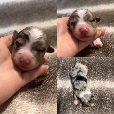 CHIOT