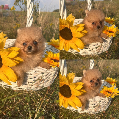CHIOT 1