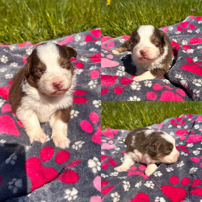 CHIOT