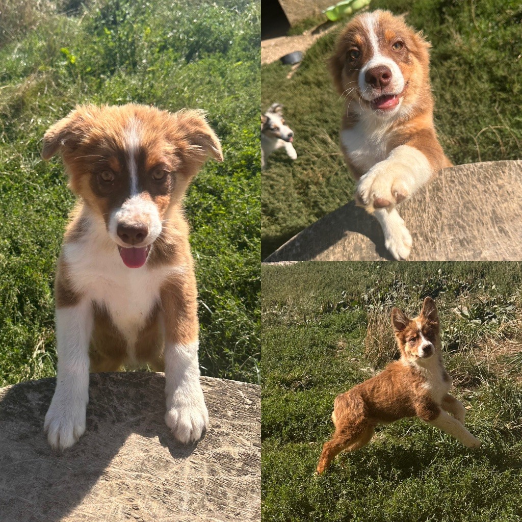 De La Truffe Royale - Chiots disponibles - Berger Australien