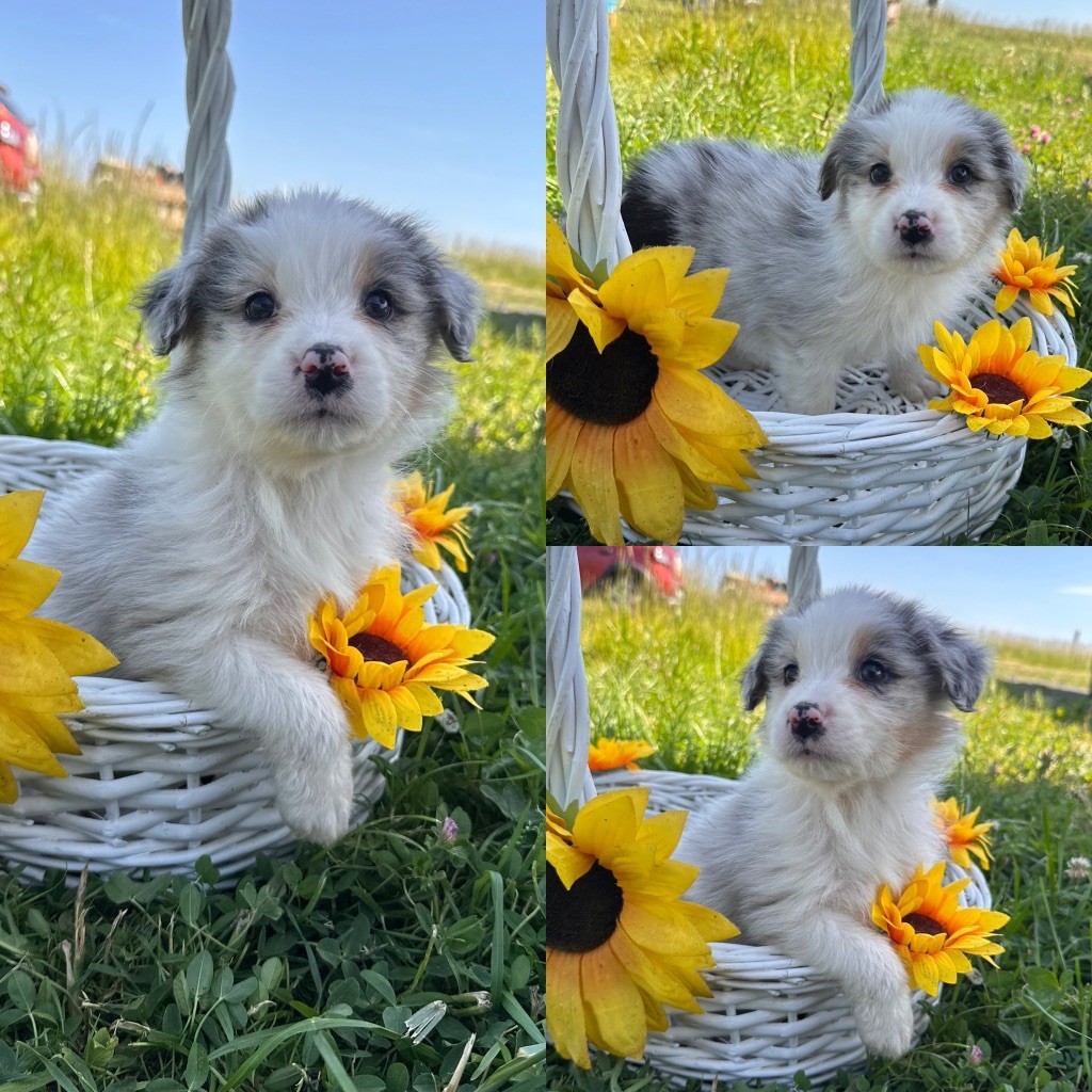 De La Truffe Royale - Chiots disponibles - Berger Australien