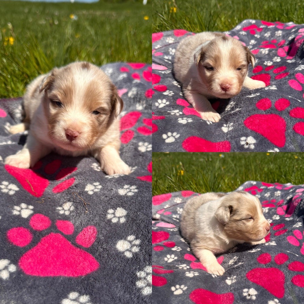 De La Truffe Royale - Chiots disponibles - Berger Australien
