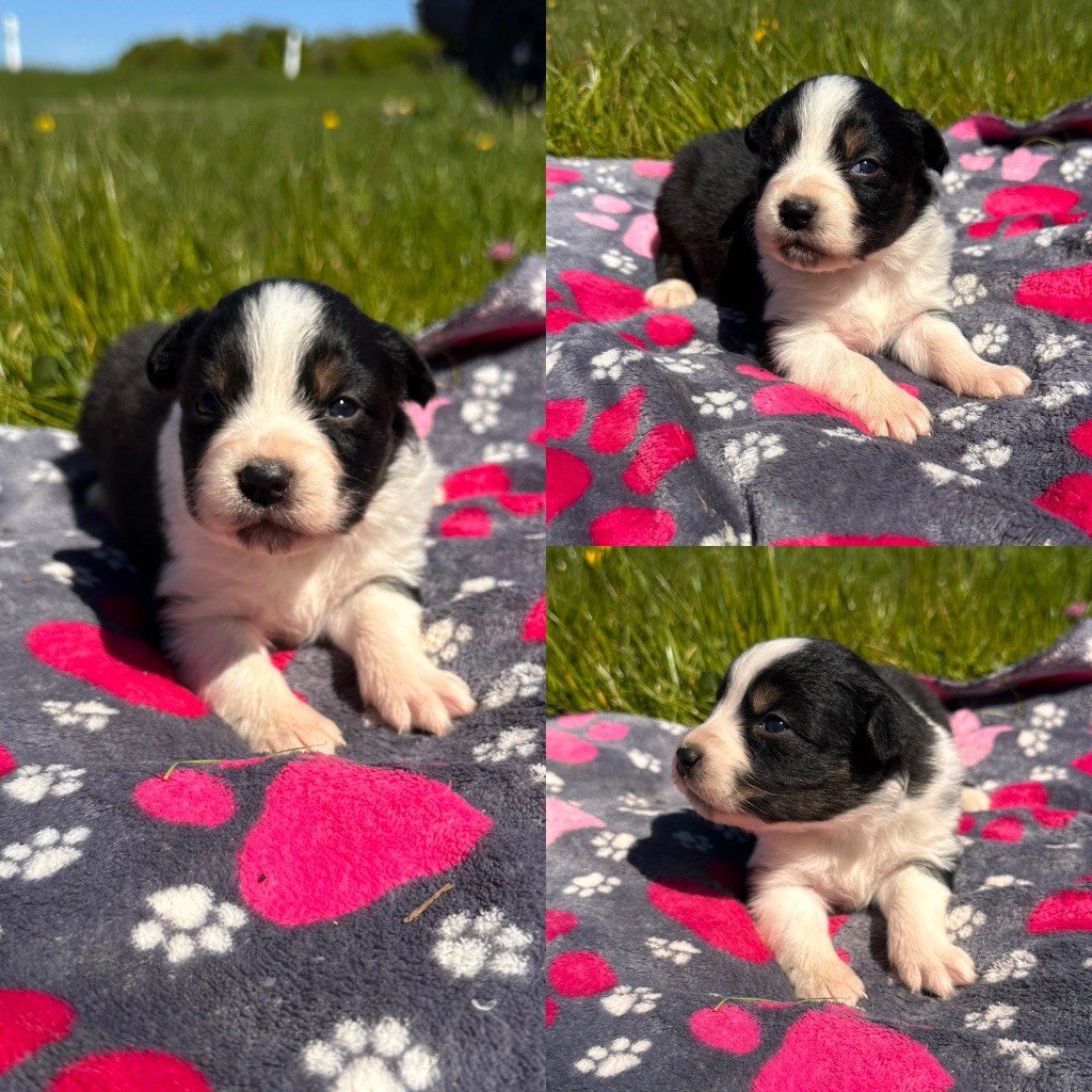 De La Truffe Royale - Chiots disponibles - Berger Australien