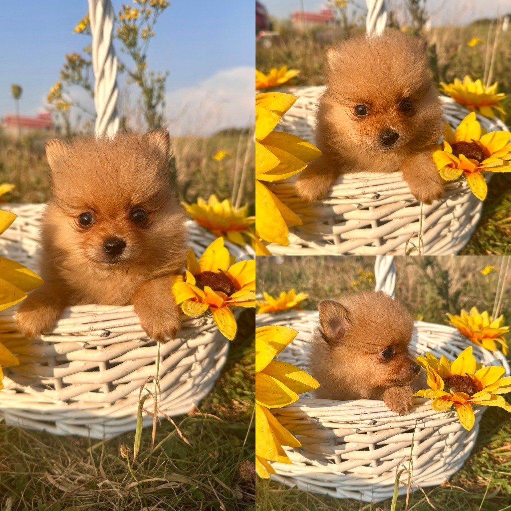 De La Truffe Royale - Chiots disponibles - Spitz allemand