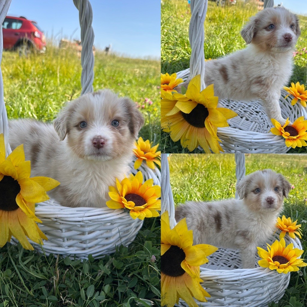 De La Truffe Royale - Chiots disponibles - Berger Australien
