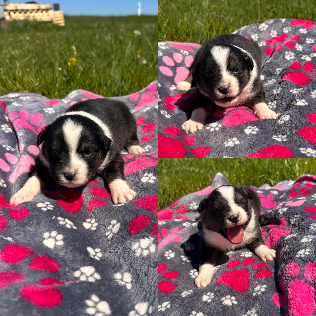 De La Truffe Royale - Chiots disponibles - Berger Australien