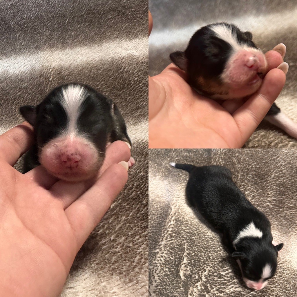 De La Truffe Royale - Chiots disponibles - Berger Australien