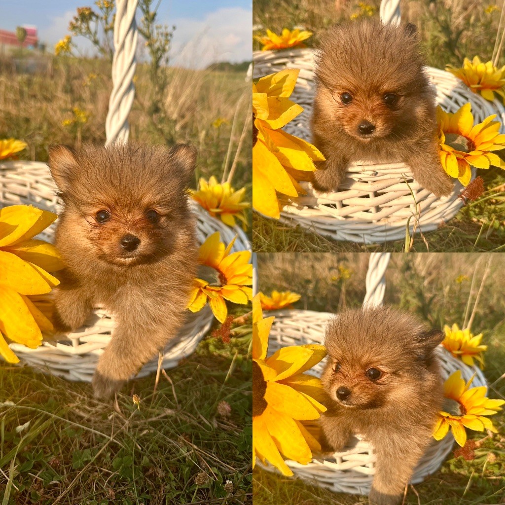De La Truffe Royale - Chiots disponibles - Spitz allemand