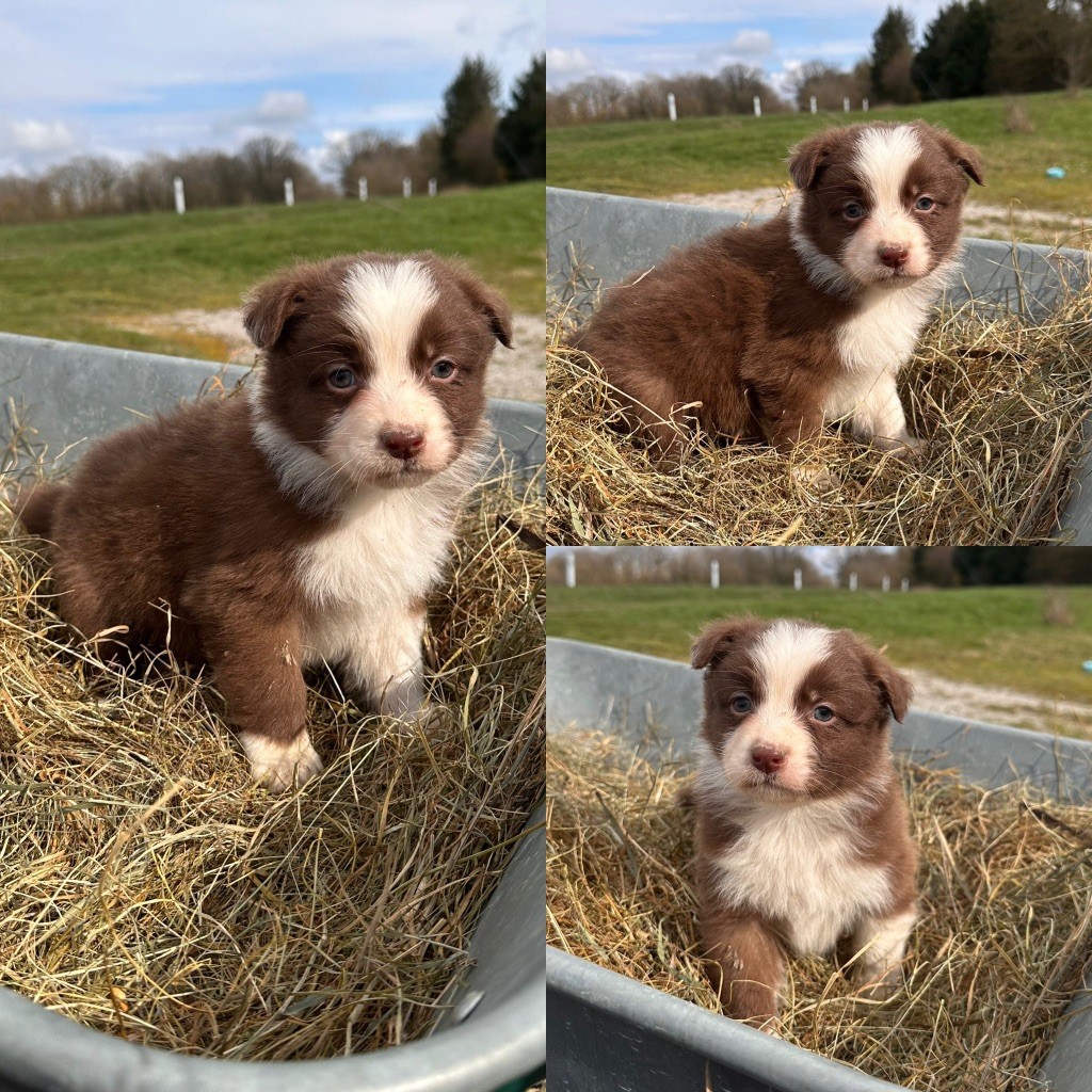 De La Truffe Royale - Berger Australien - Portée née le 24/01/2024