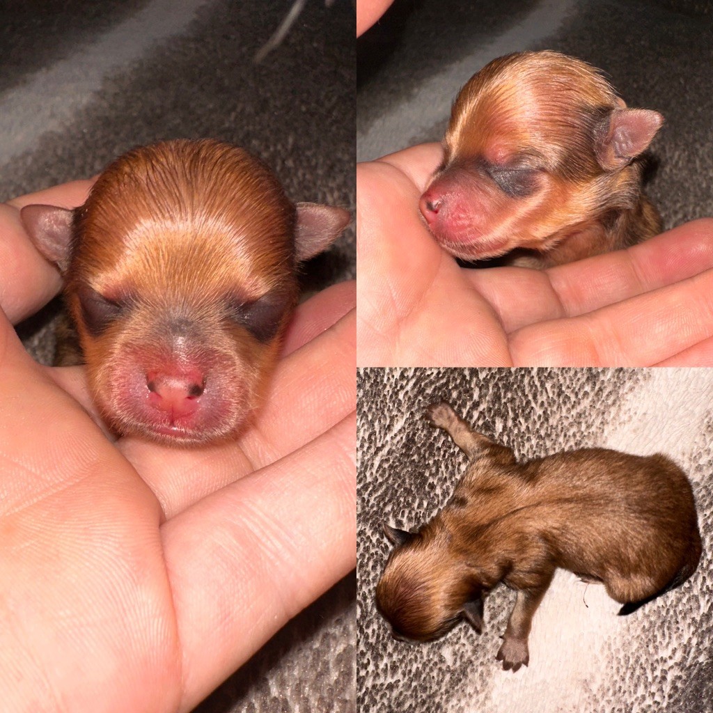 De La Truffe Royale - Chiots disponibles - Spitz allemand