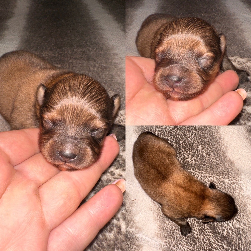 De La Truffe Royale - Chiots disponibles - Spitz allemand