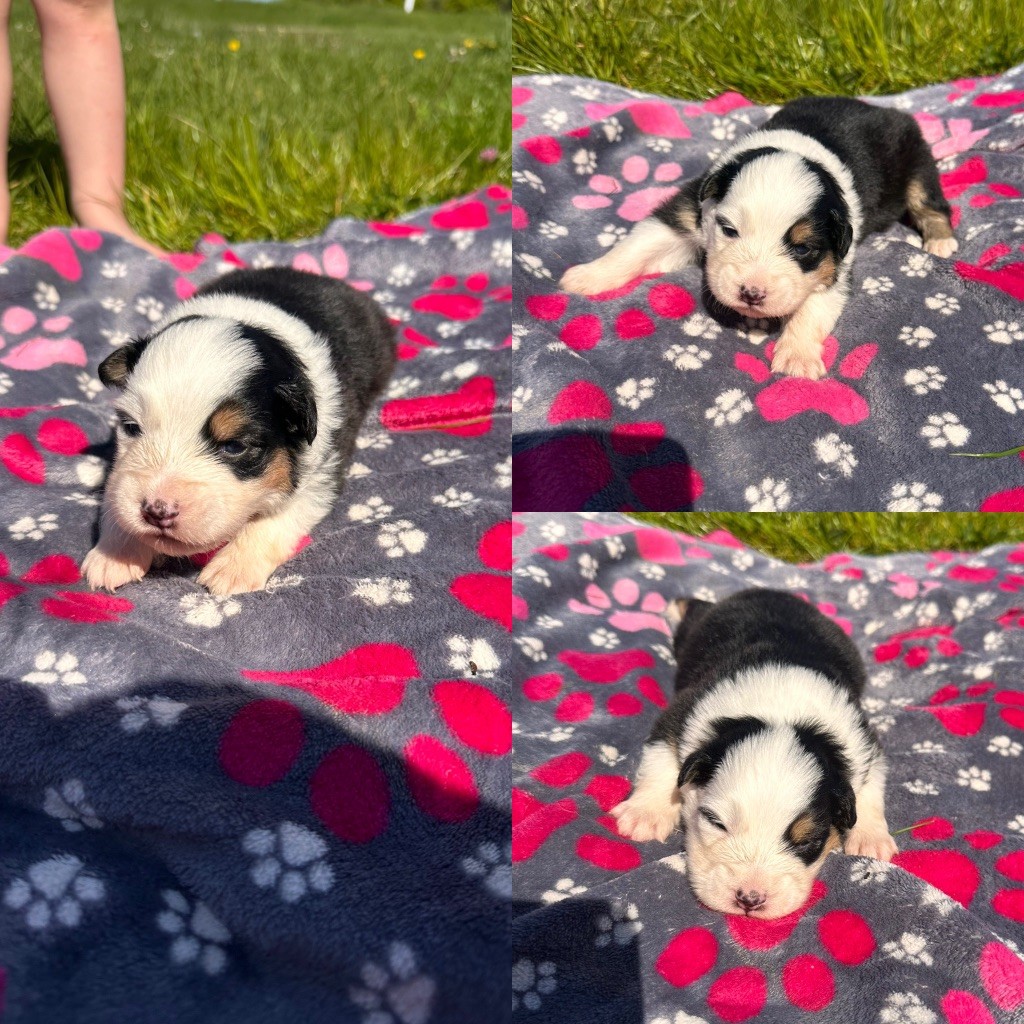 De La Truffe Royale - Chiots disponibles - Berger Australien