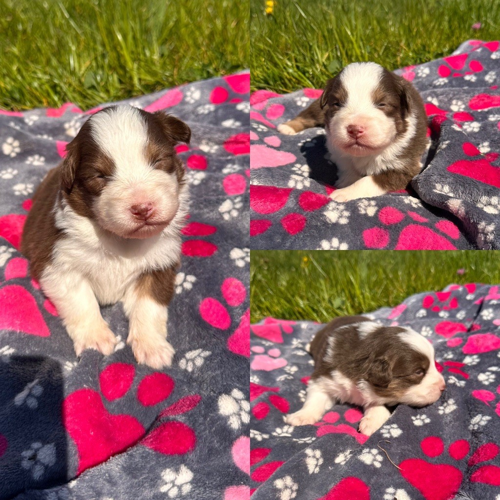 De La Truffe Royale - Chiots disponibles - Berger Australien